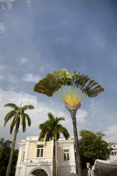 新加坡的老建筑和棕榈树图片下载