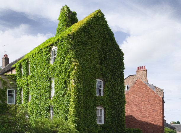 绿色的房子图片下载