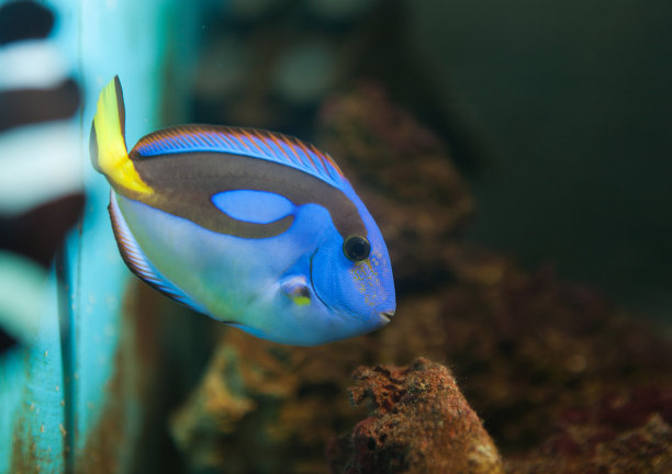 蓝刺尾鱼图片下载