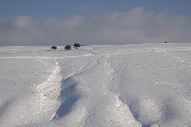 远处的树图片下载