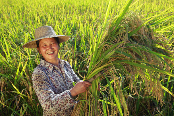 水稻收获图片下载