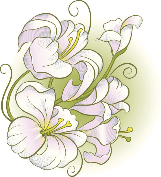百合花的摆放素材图片