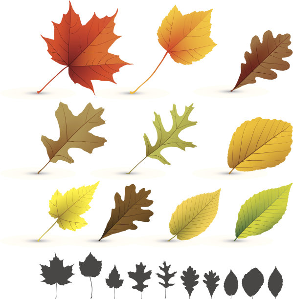 秋叶集合图片下载