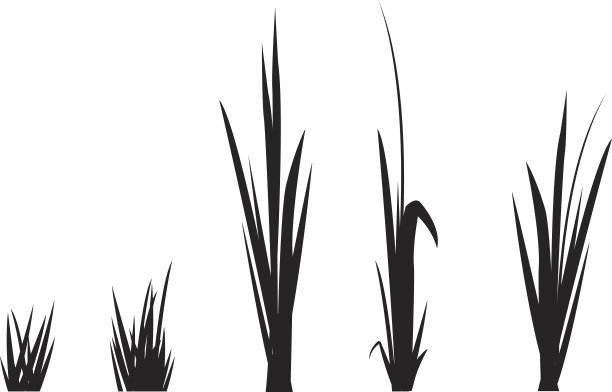 白色背景下一簇簇草的剪影图片下载