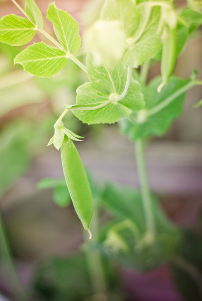 雪豌豆图片下载