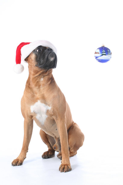 圣诞老人的狗图片下载