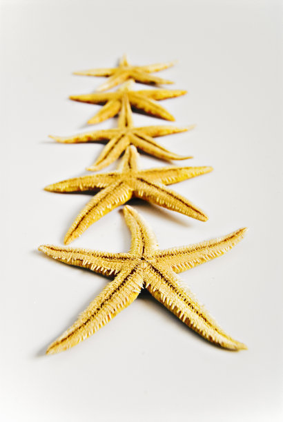 海星在拖!图片下载