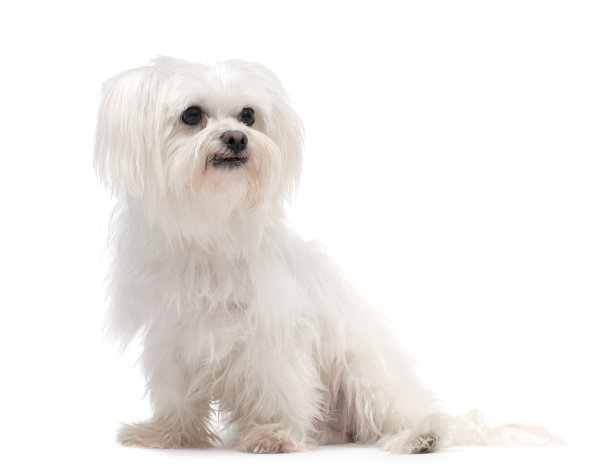 马耳他狗图片下载