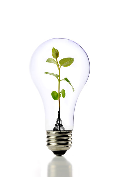白色背景灯泡上的绿色植物图片下载