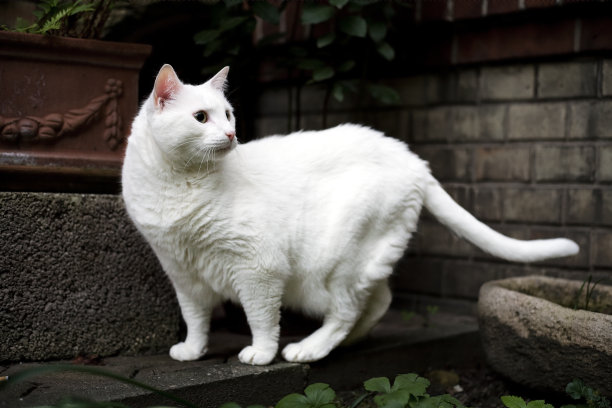 白家猫图片下载