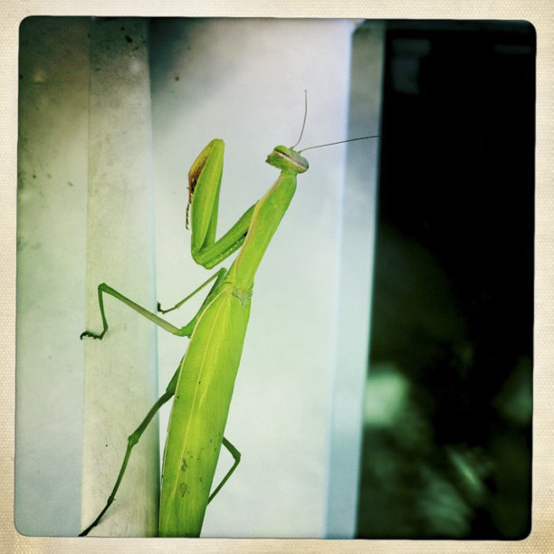 螳螂靠近点图片下载