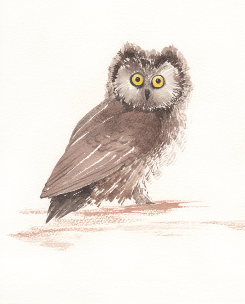 猫头鹰图片下载
