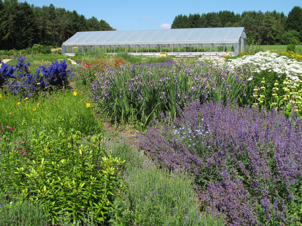 夏天的花草花园图片下载