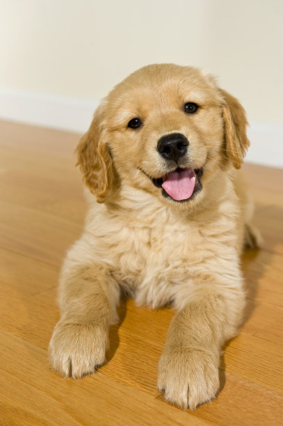 快乐的金毛小狗躺在硬木地板上图片下载