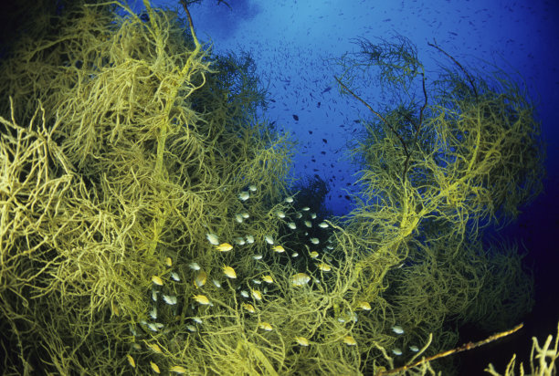 深海海扇，类似于黑珊瑚图片下载