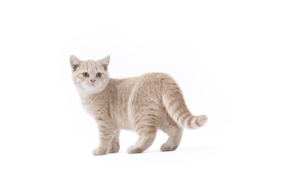 英国猫孤立图片下载