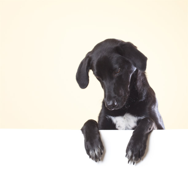 狗用爪子向下看白色海报图片下载