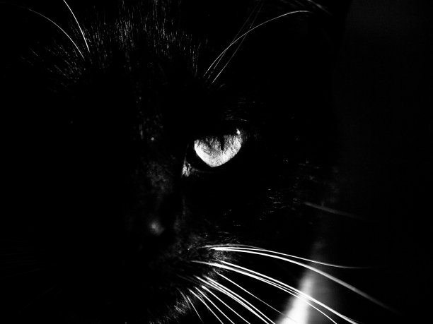 猫的眼睛图片下载