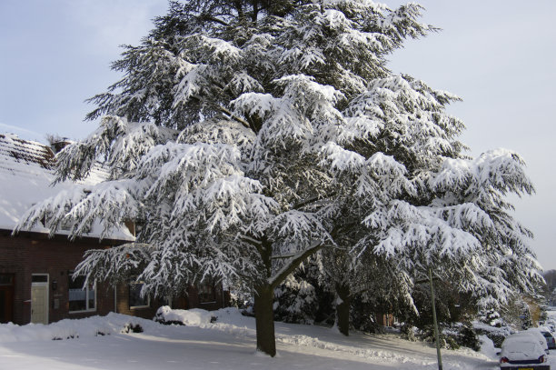 林堡的冬季景观图片下载