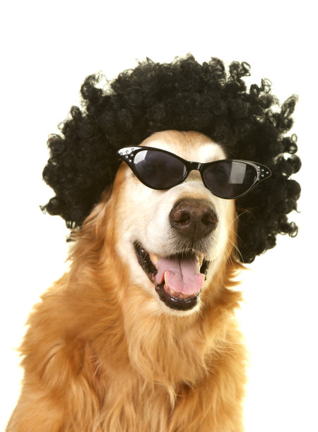 戴着傻傻的假发和太阳镜的金毛猎犬图片下载