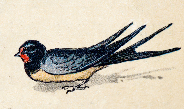 谷仓燕子，鸟类动物古董插图素材图片