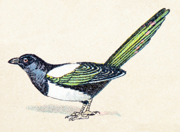 普通喜鹊，古色古香的鸟类动物插画图片下载