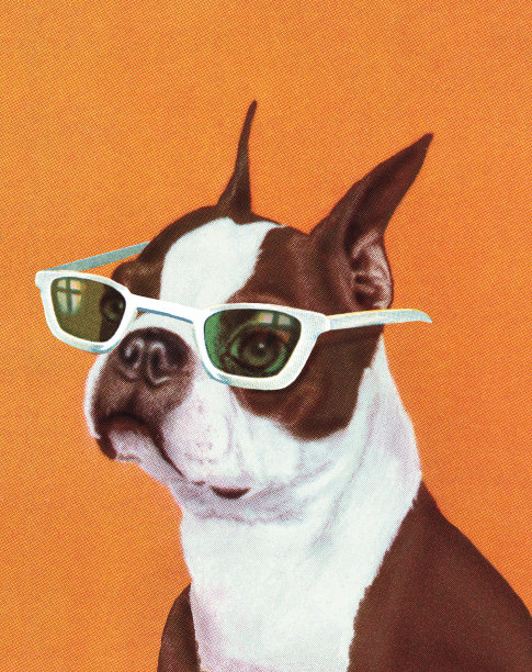 波士顿梗犬图片下载