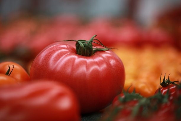 成熟多汁的番茄图片下载