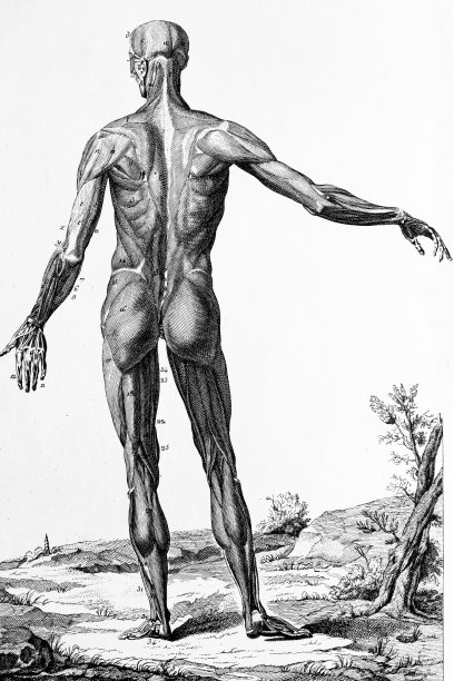 人体肌肉示意图图片下载