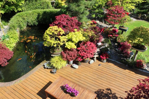 现代日式花园：锦鲤池塘、枫树、平台、盆景图片下载