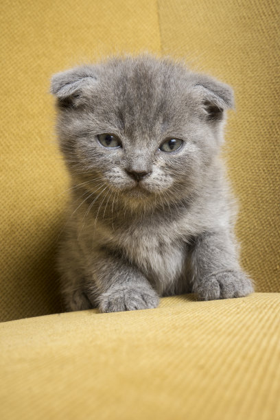 疲惫的苏格兰折猫素材图片