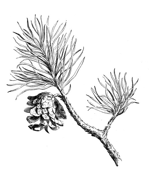 苏格兰冷杉的古董插图图片下载