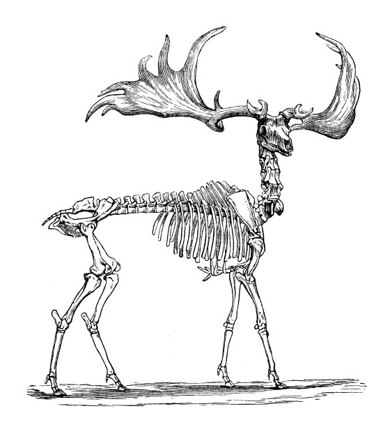 爱尔兰麋鹿骨架的古董插图图片下载