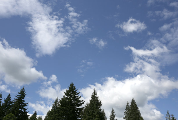 加拿大不列颠哥伦比亚省常青树顶上的云图片下载