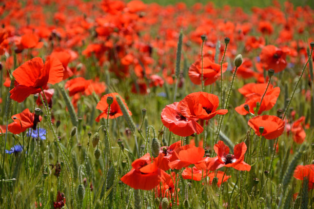 罂粟花图片下载