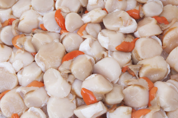 新鲜扇贝图片下载