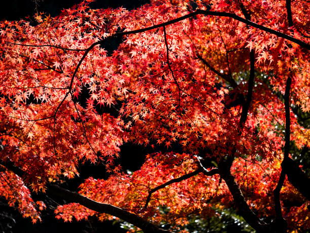 秋天的落叶图片下载