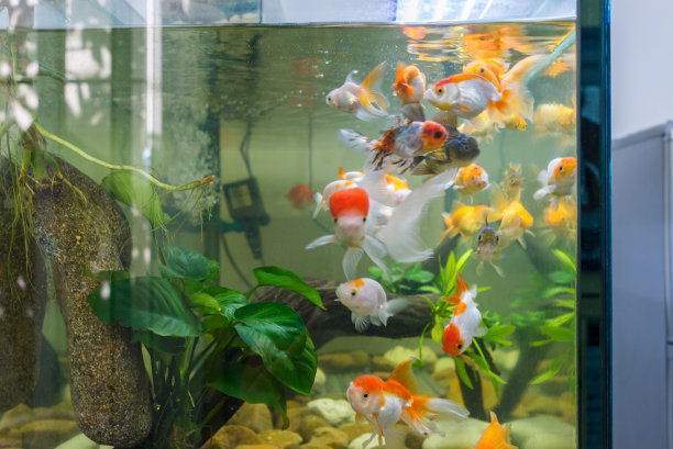 室内漂亮的角落，水族箱装饰图片下载