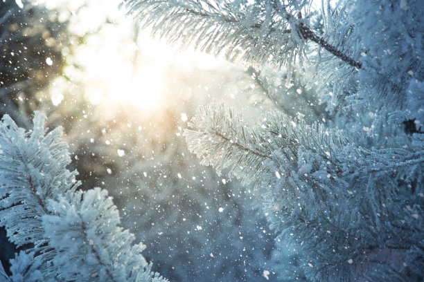 大雪节气图片素材ID：153029074