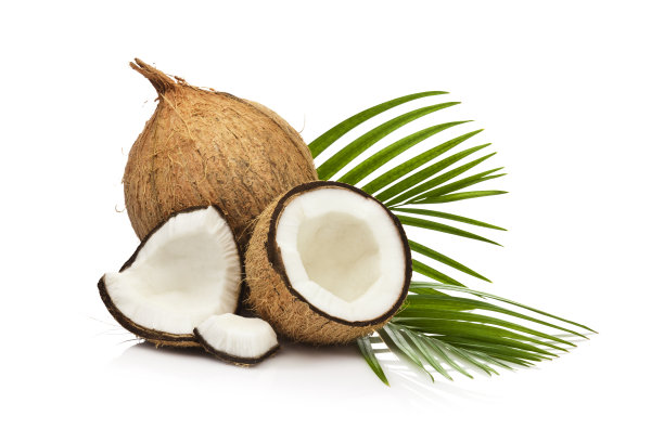 在白色背景上孤立的椰子果图片下载