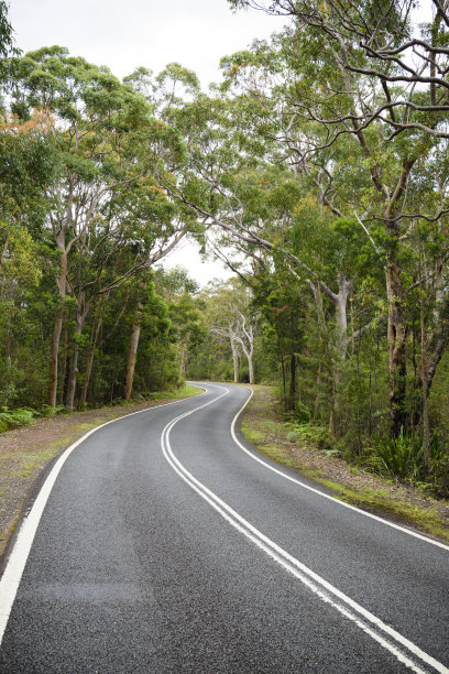 蜿蜒的道路穿过桉树林，澳大利亚图片下载