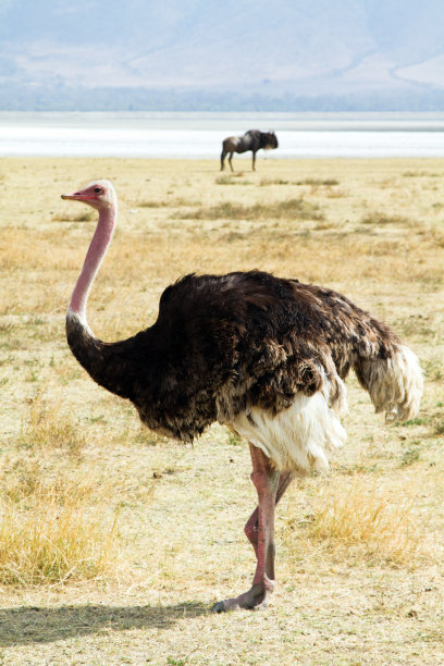 鸵鸟图片下载