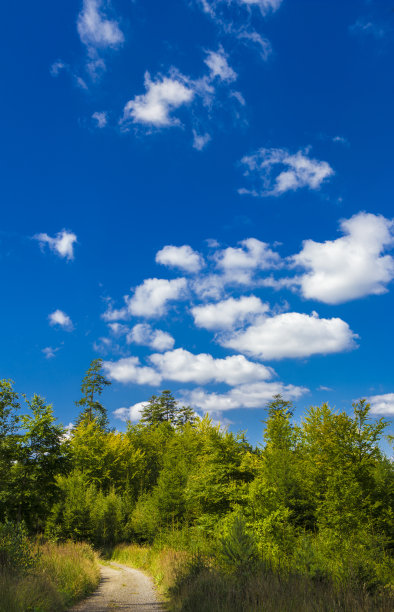 森林的路径图片下载