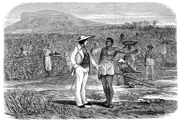 咖啡收获的古董插图图片下载