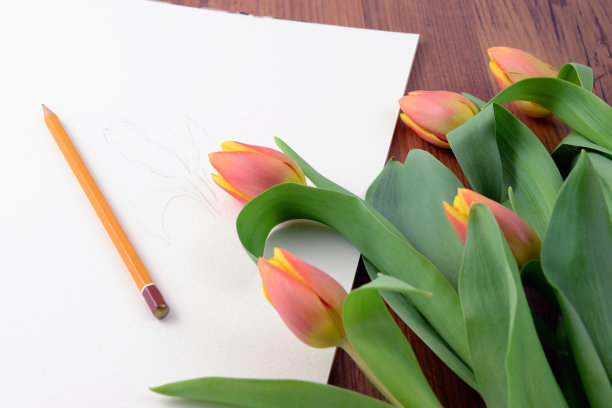 用水彩画郁金香。画笔放在一边图片下载