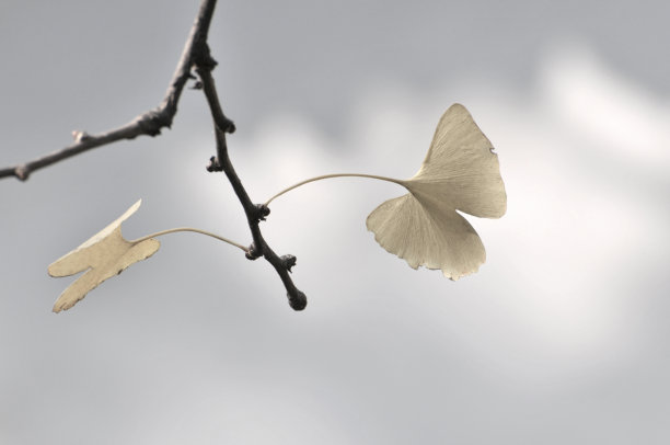 自然美图片下载