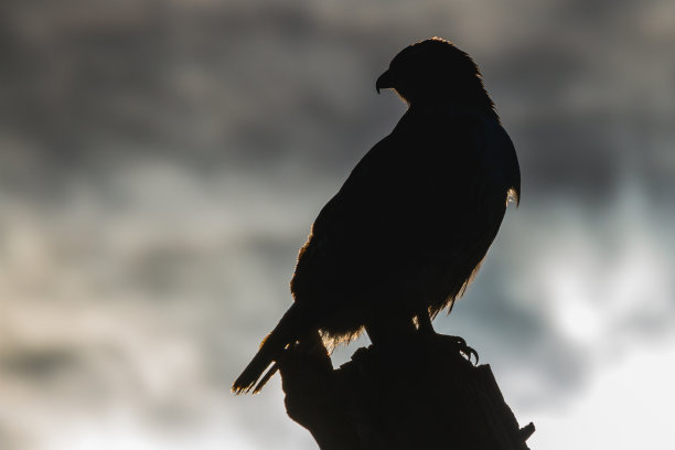 红尾鹰的剪影图片下载