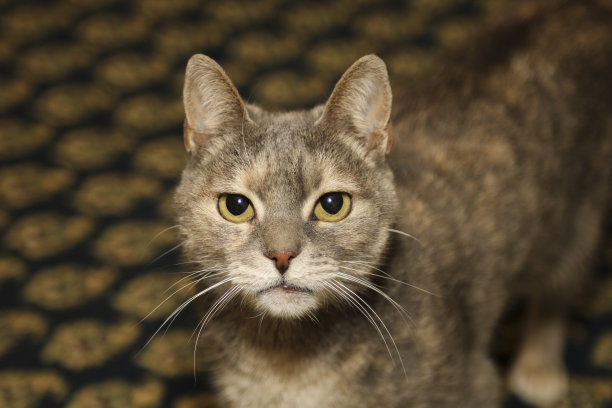 灰色的家猫看着照相机图片下载