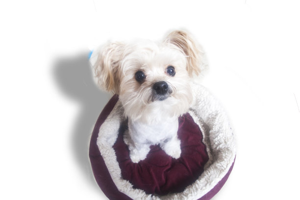 可爱的小白狗坐在他的床上图片下载