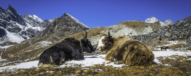 多毛牦牛在尼泊尔喜马拉雅山的高海拔牧场放牧图片下载